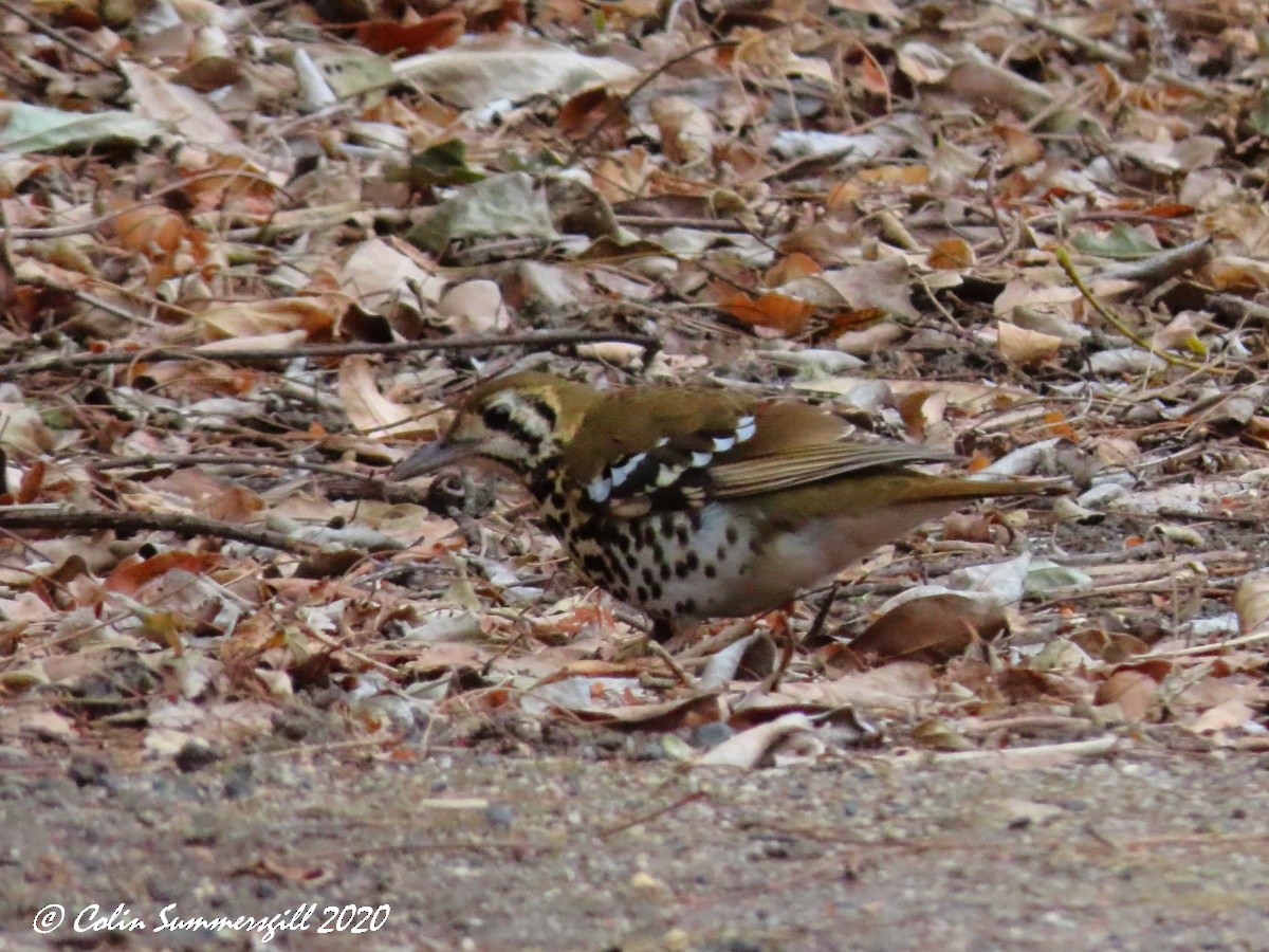 Spotted Ground-Thrush (Spotted) - ML540763371