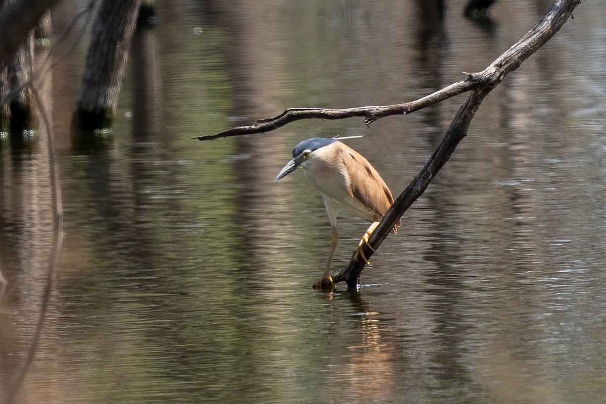 Nankeen Night Heron - ML540765001