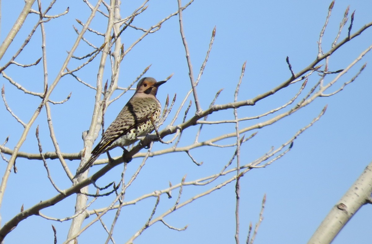 Northern Flicker - Richard Cordner