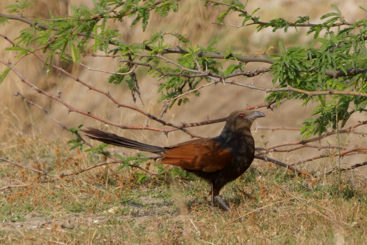 Greater Coucal - ML540766881