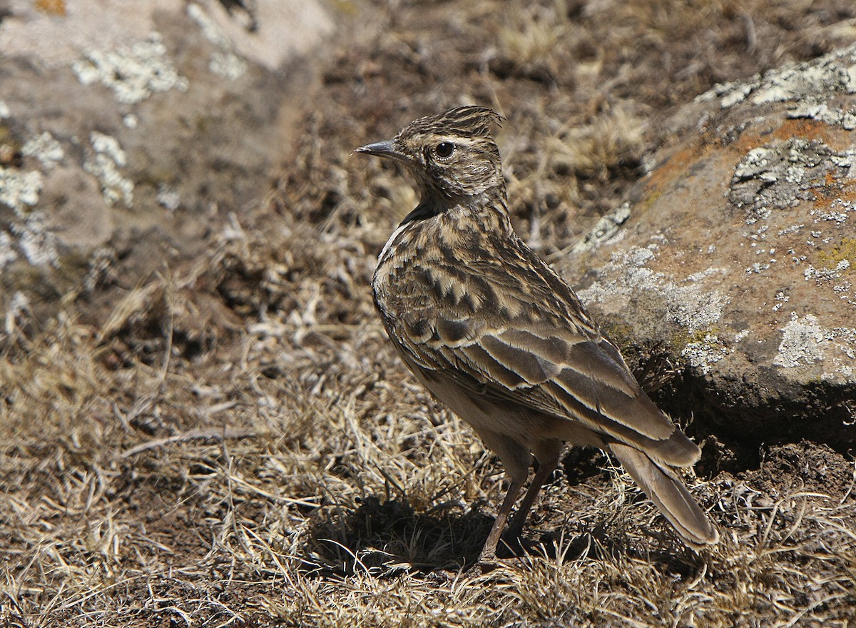 Thekla's Lark - Alfonso Rodrigo