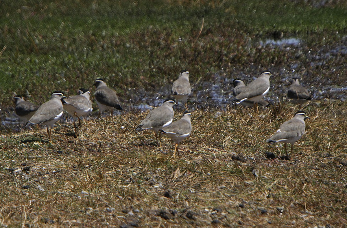 Spot-breasted Lapwing - ML540768051