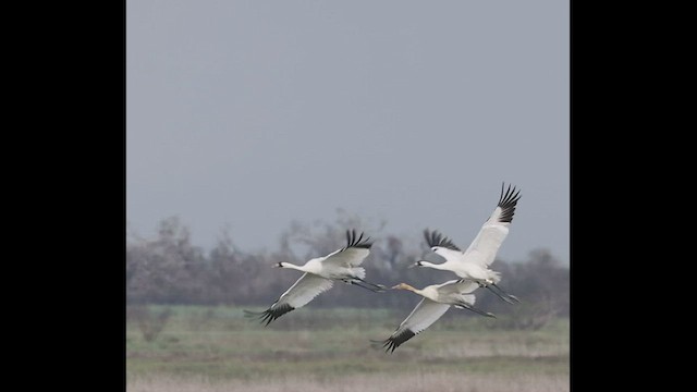 Grulla Trompetera - ML540768491