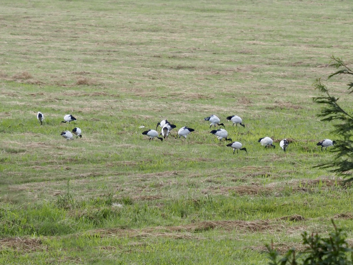 African Sacred Ibis - ML540768691