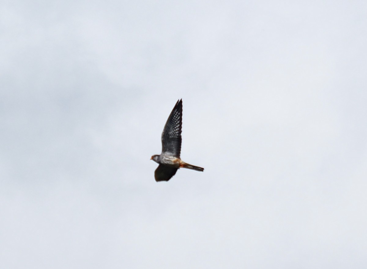 Amur Falcon - Cheshta Buckley