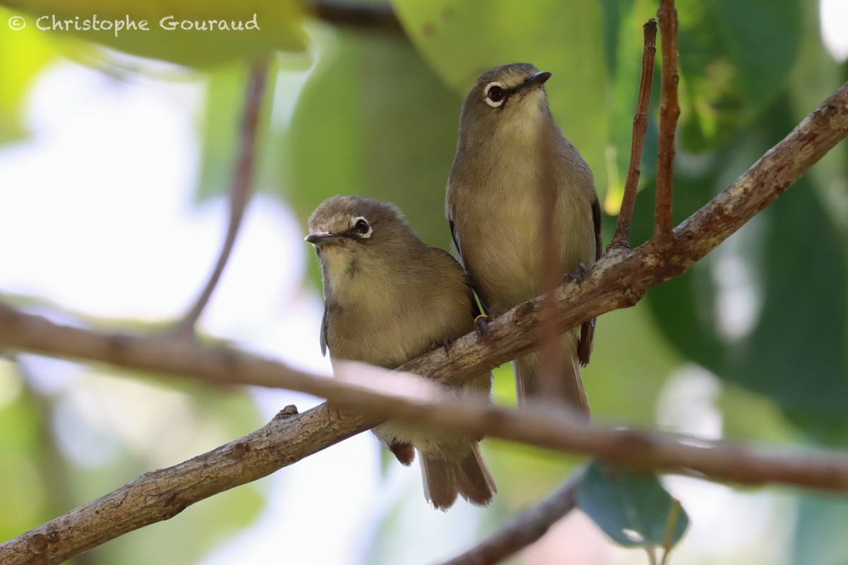 Seychelles White-eye - ML540769011