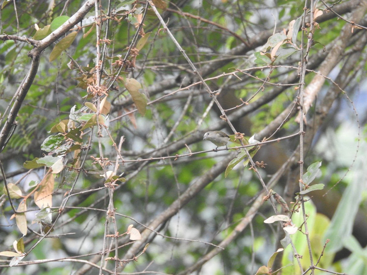 flowerpecker sp. - ML540769101