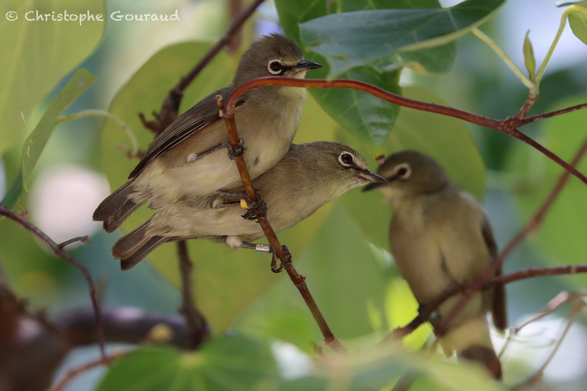 Seychelles White-eye - ML540769261