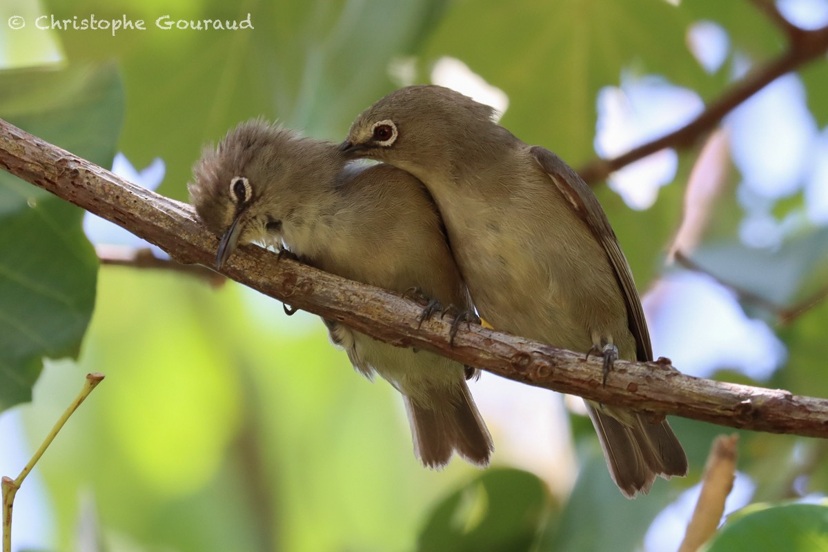 Seychelles White-eye - ML540769291