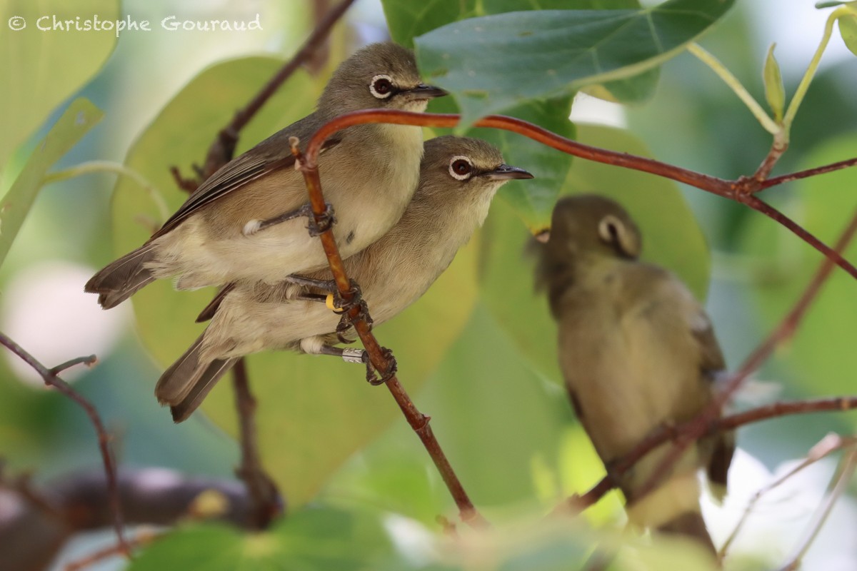 Seychelles White-eye - ML540769351