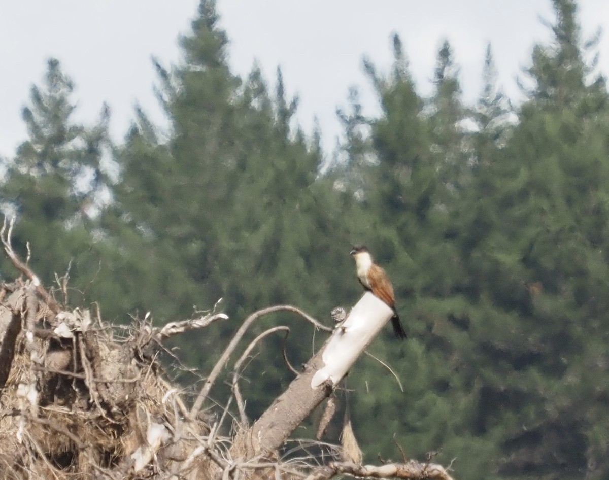 Коукал білобровий (підвид burchellii/fasciipygialis) - ML540769421