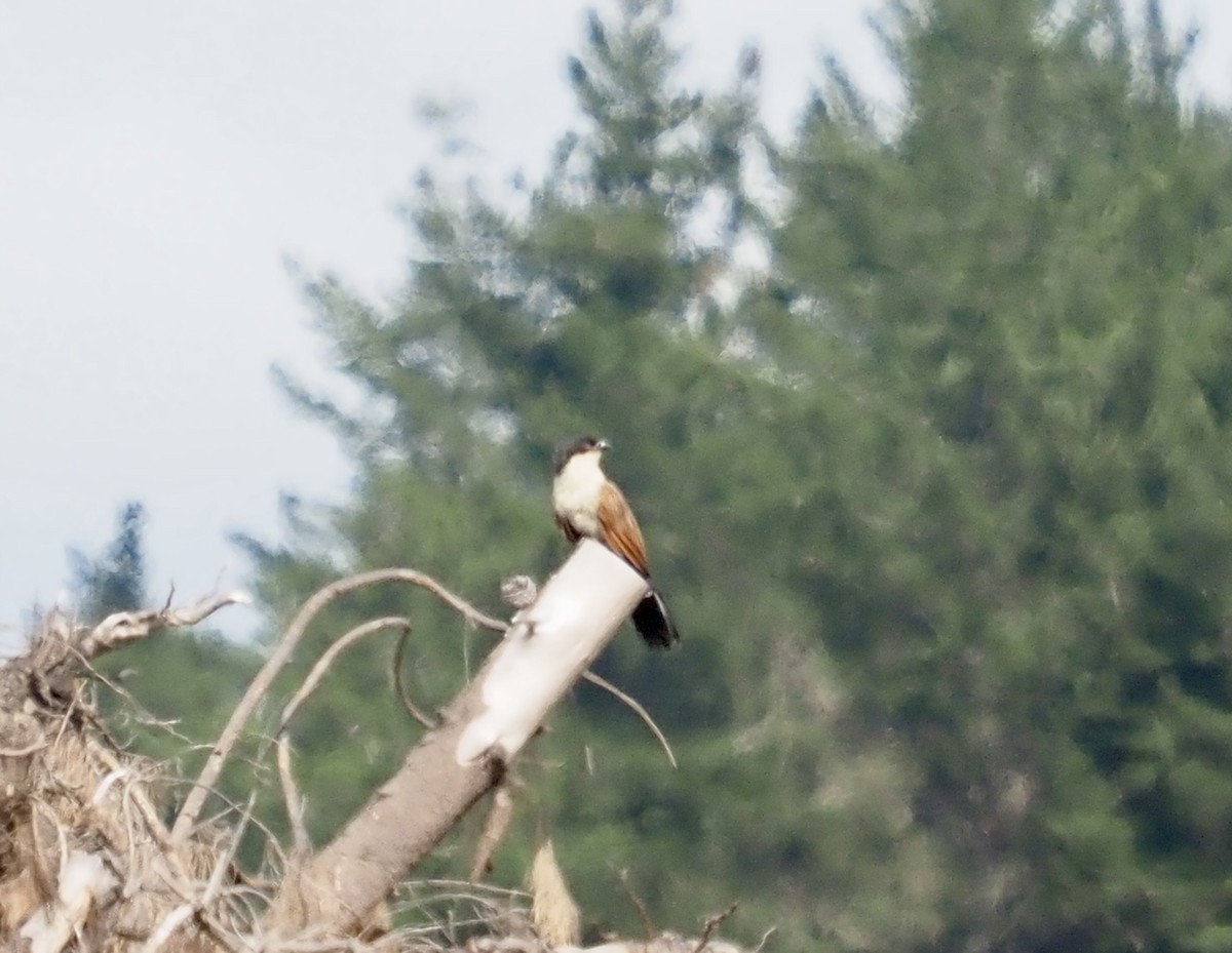 Коукал білобровий (підвид burchellii/fasciipygialis) - ML540769481