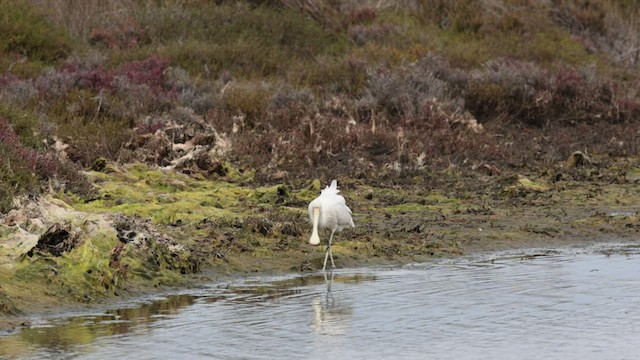 Yellow-billed Spoonbill - ML540769901