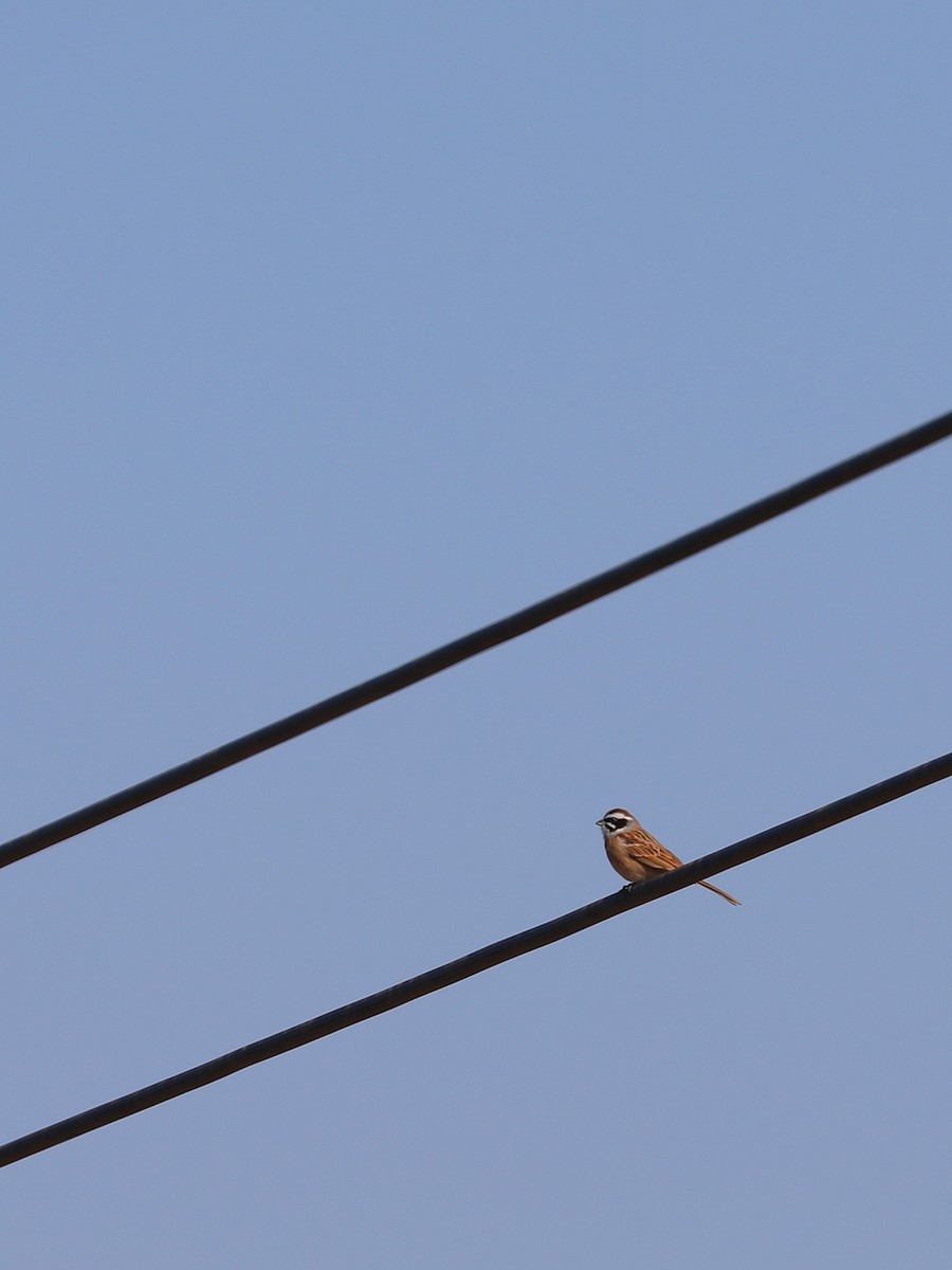 Meadow Bunting - ML540770391