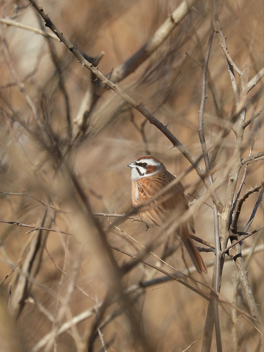 Meadow Bunting - ML540770401