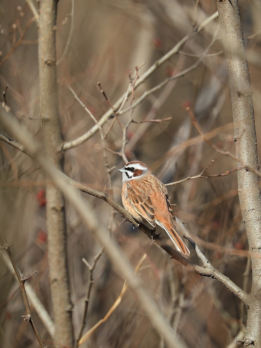 Meadow Bunting - ML540770411