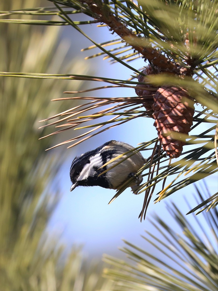 Coal Tit - ML540770471