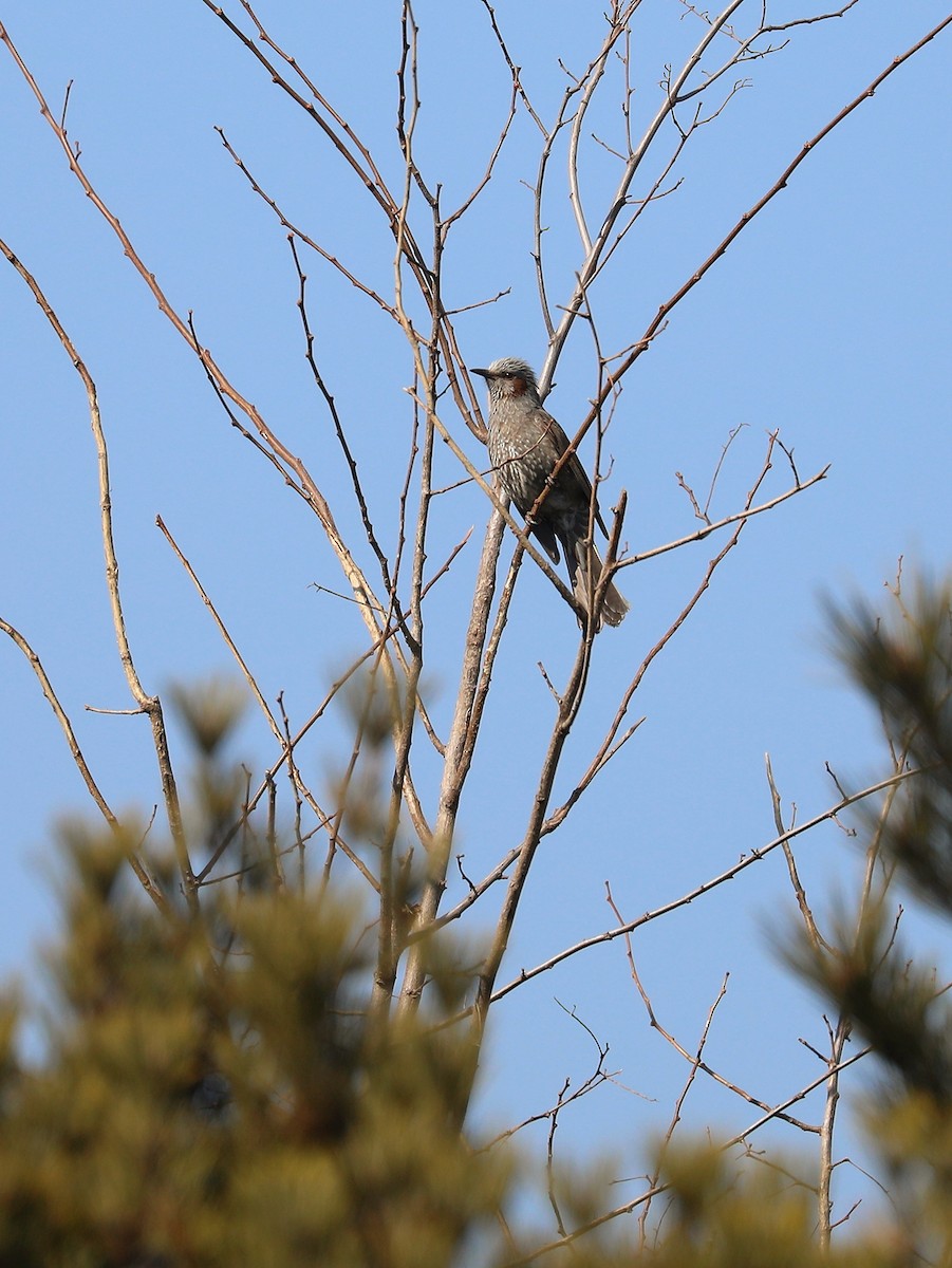 Bulbul à oreillons bruns - ML540770541