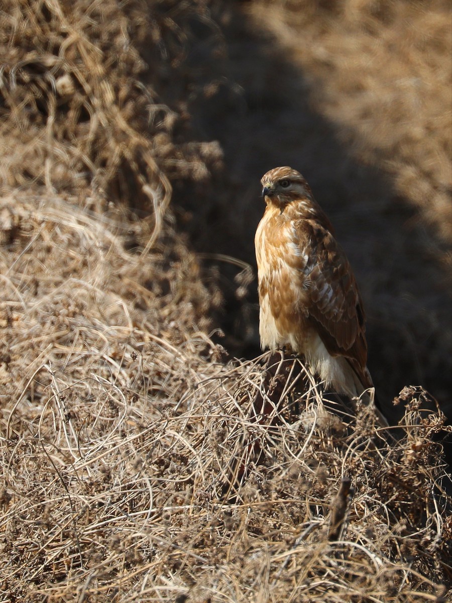 Eastern Buzzard - ML540770741