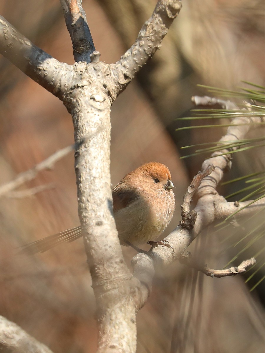 Paradoxornis de Webb - ML540770961