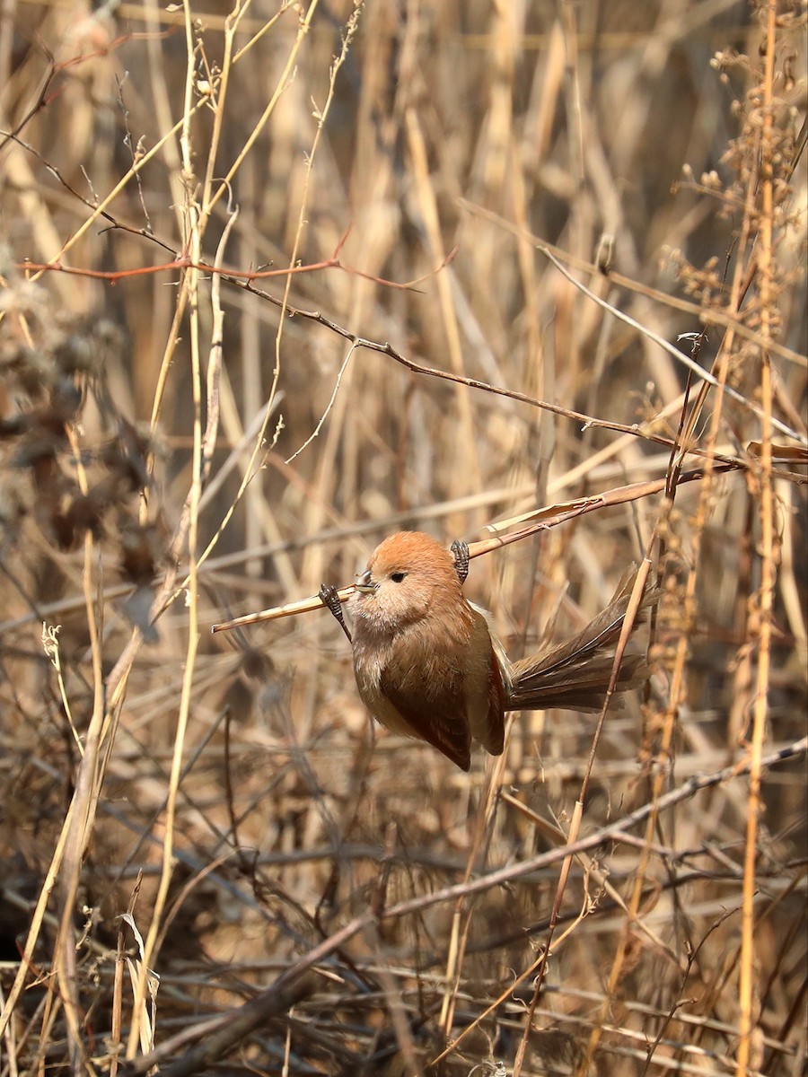 Vinous-throated Parrotbill - ML540770971