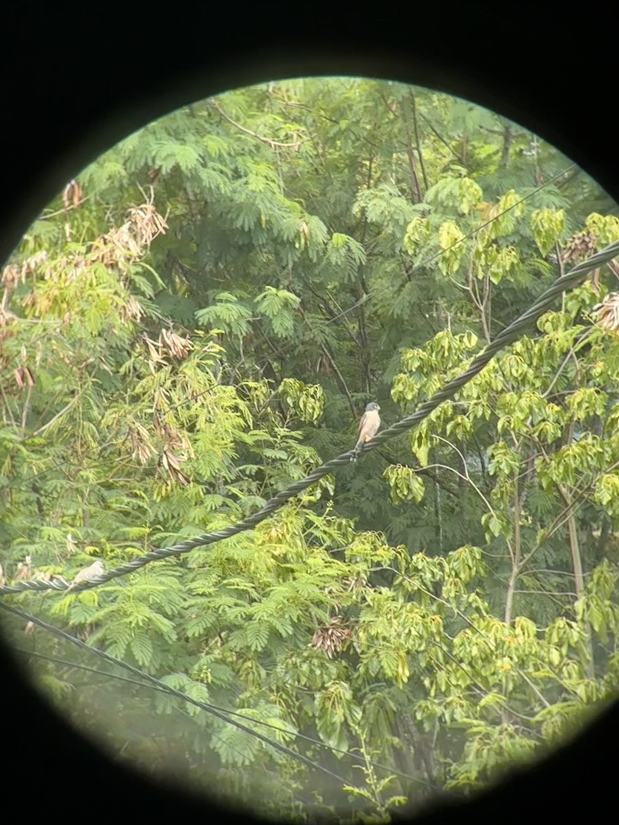 Seychelles Kestrel - ML540771281