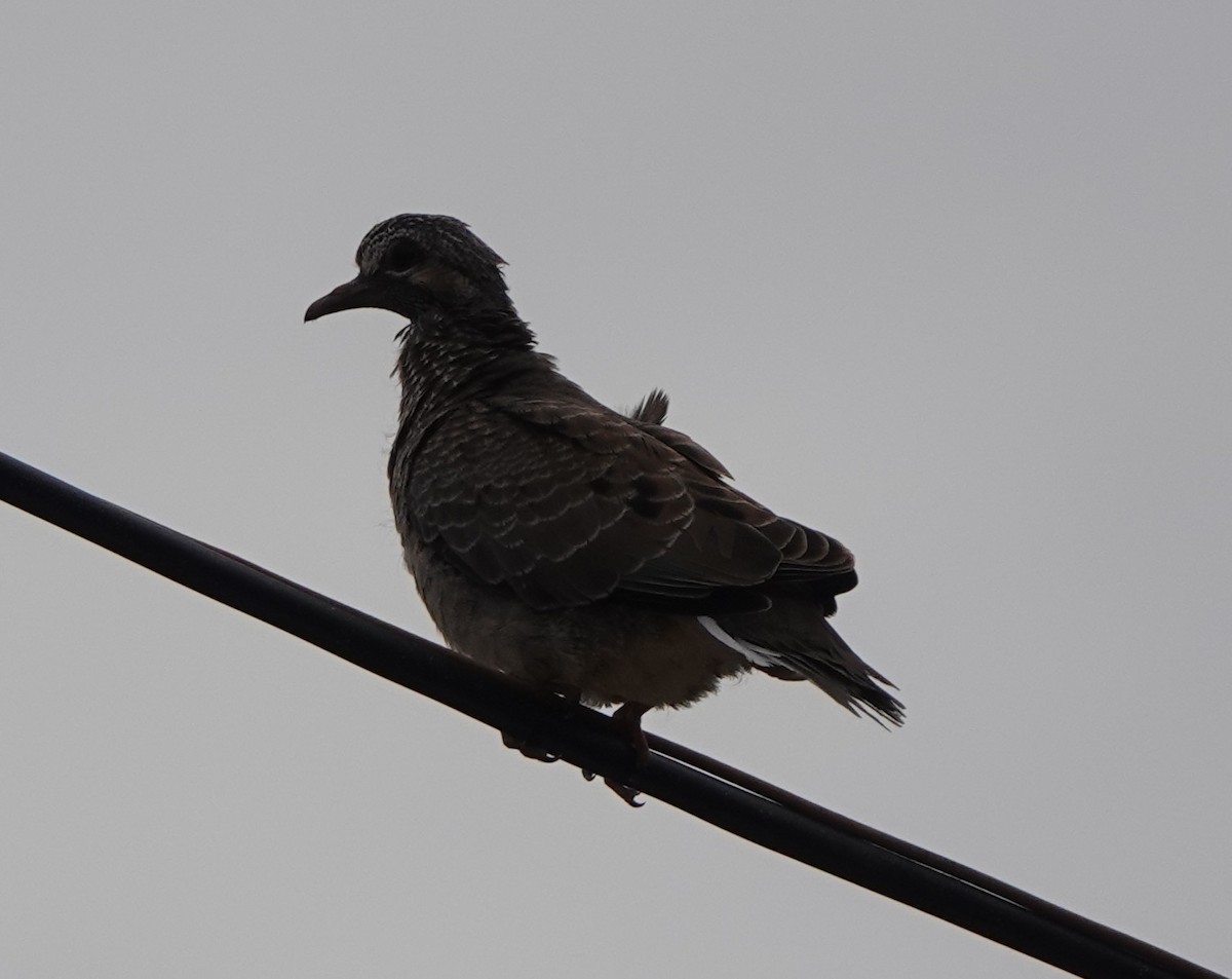 Eared Dove - ML540771921