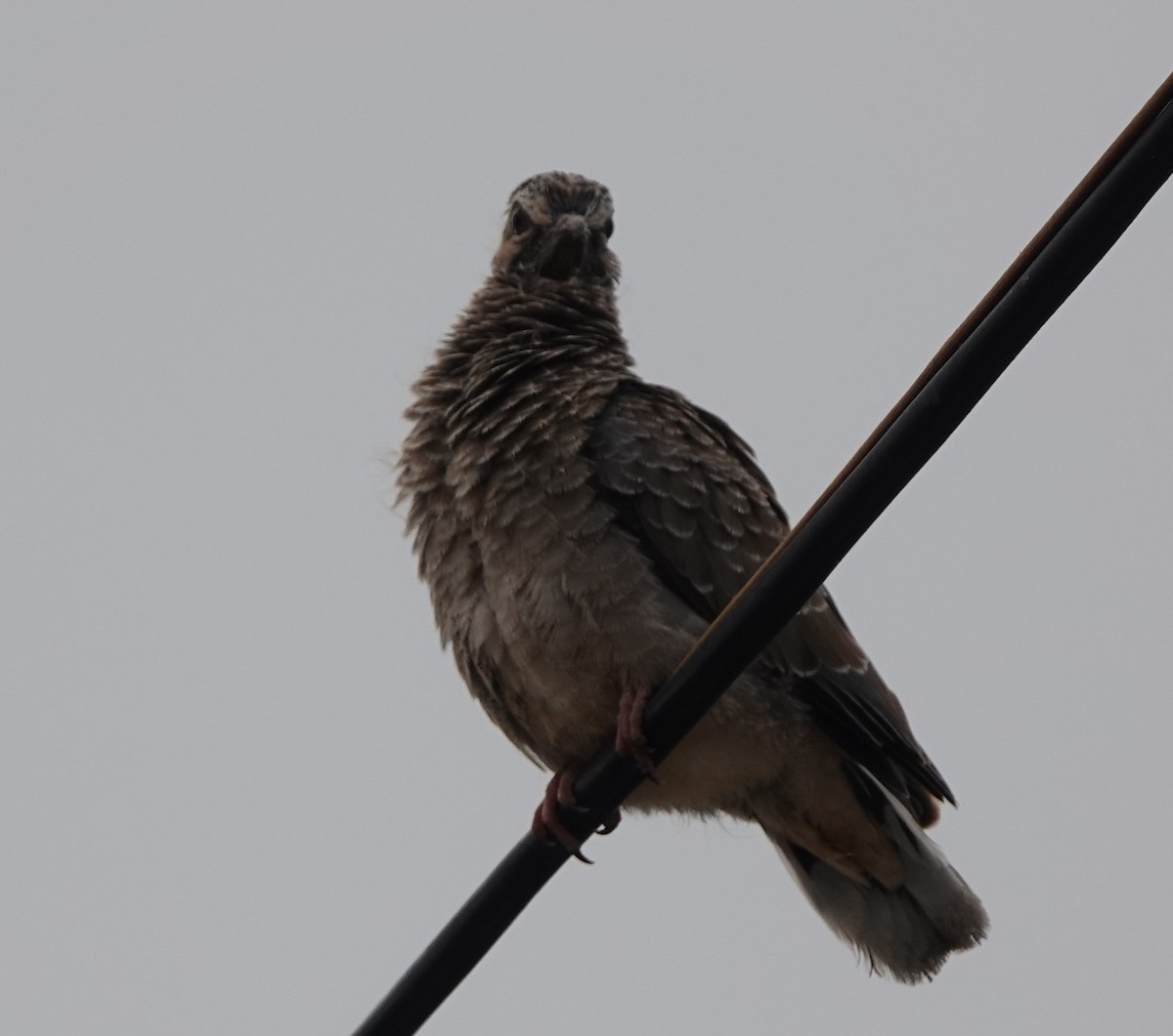 Eared Dove - ML540771931