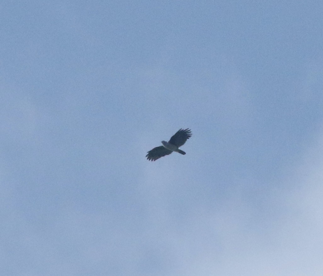 Gray-headed Kite - Andrew Vallely