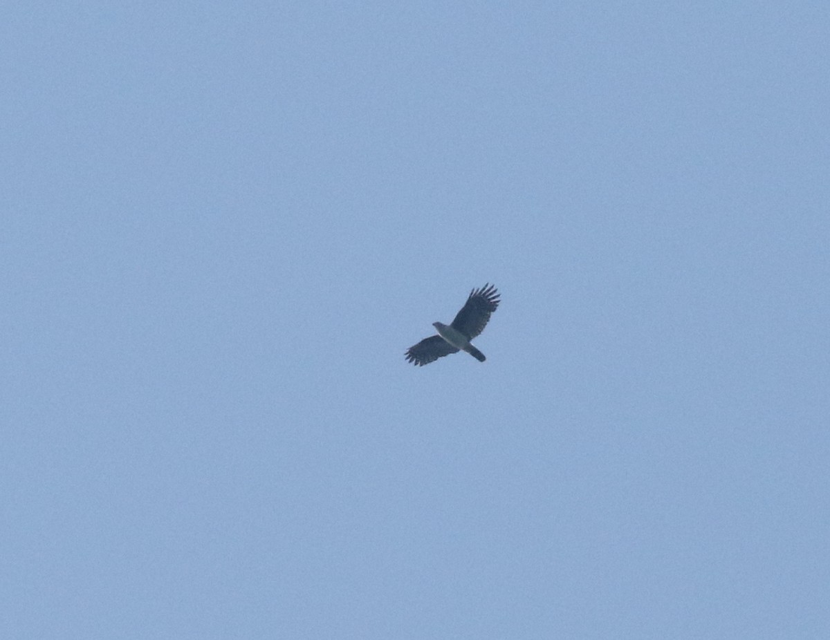 Gray-headed Kite - Andrew Vallely