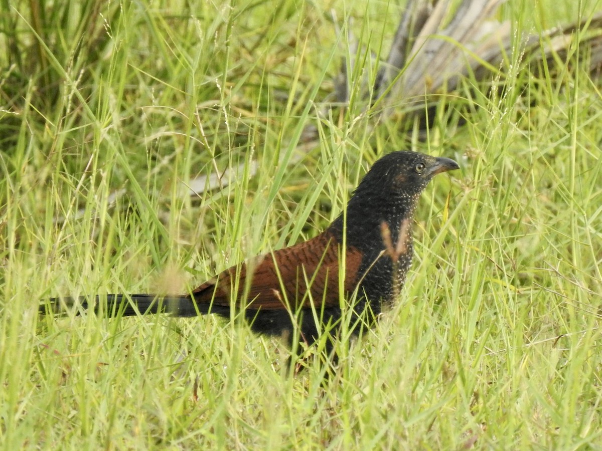 Lesser Coucal - ML540772971