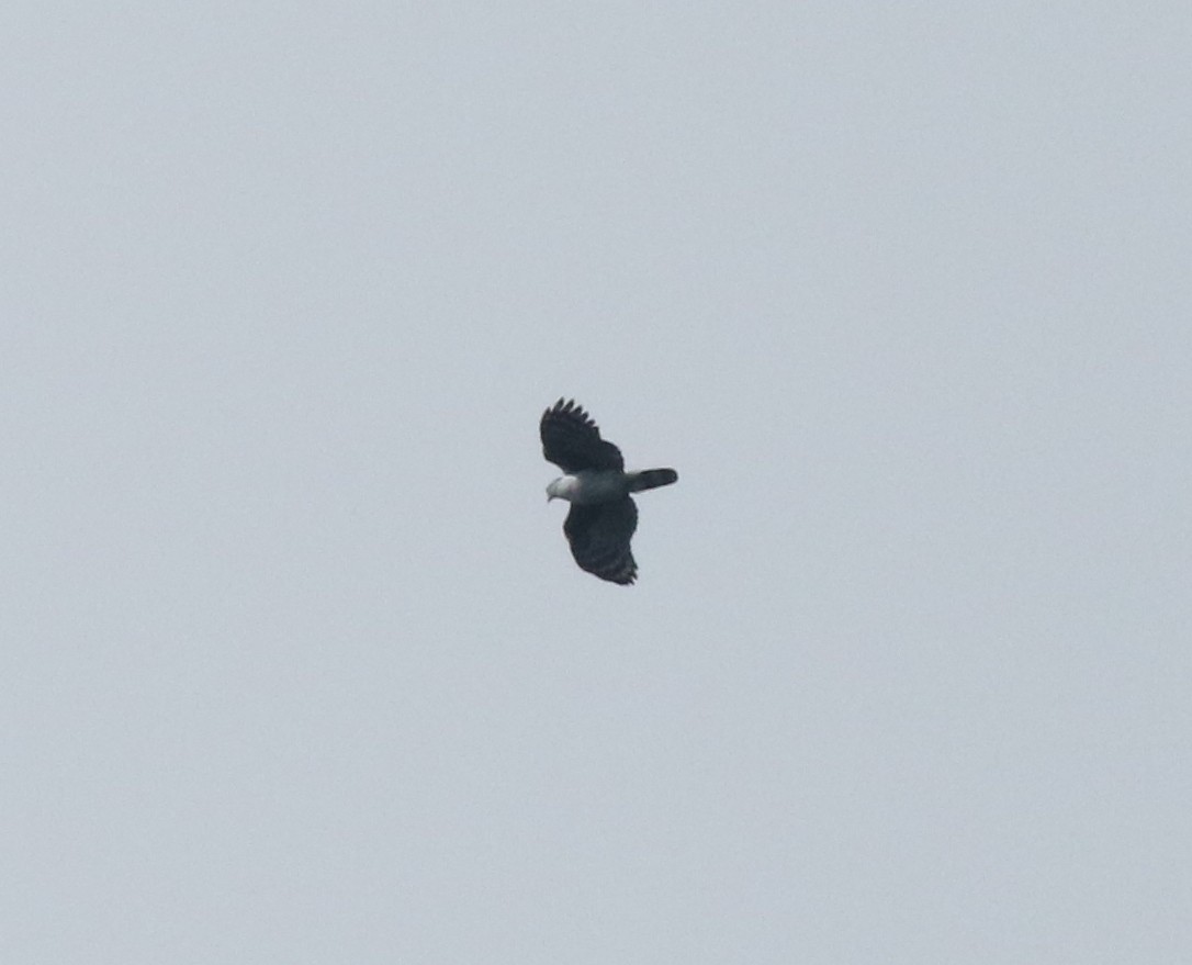 Gray-headed Kite - Andrew Vallely