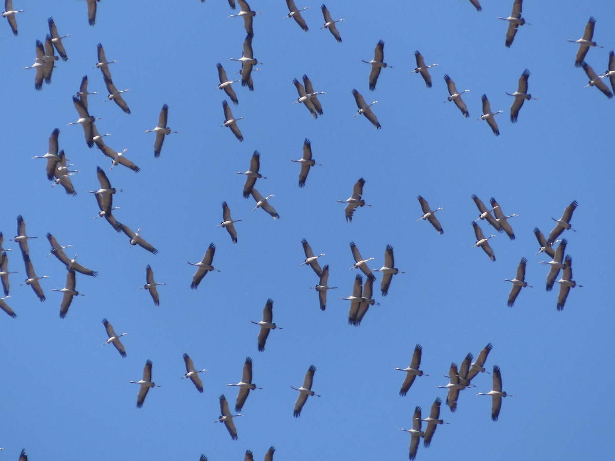 Common Crane - ML540773141