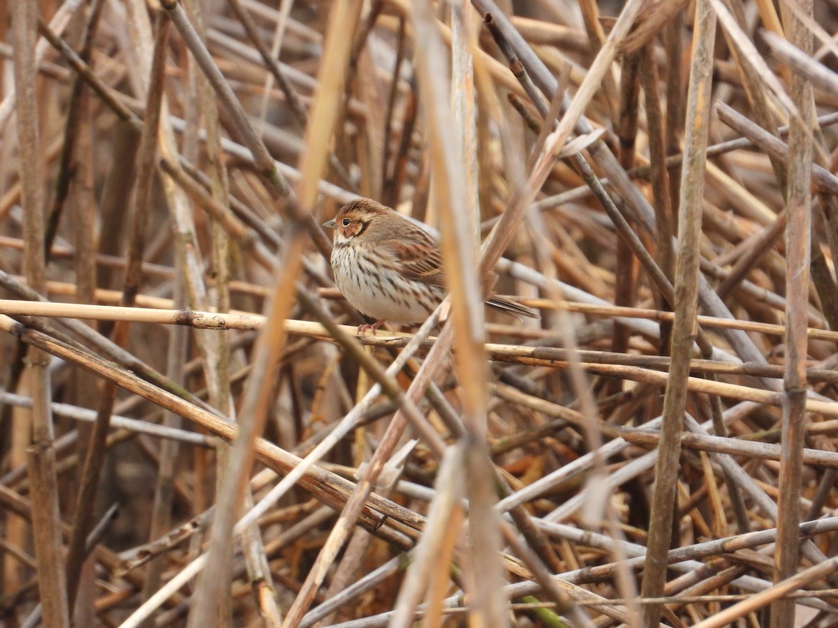 Little Bunting - ML540773441