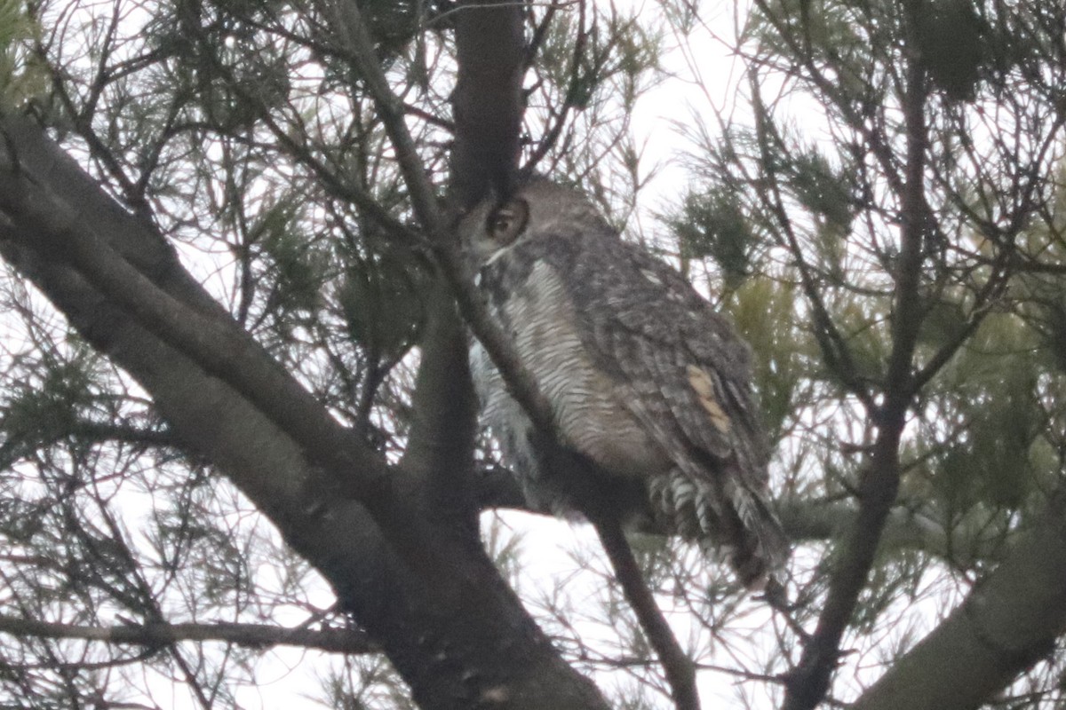 Great Horned Owl - ML540775721