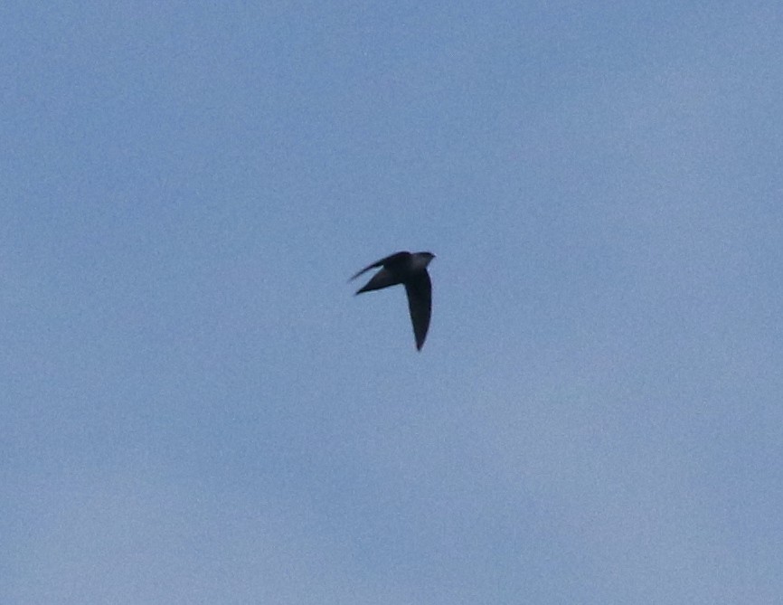 Gray-rumped Swift - ML540775871