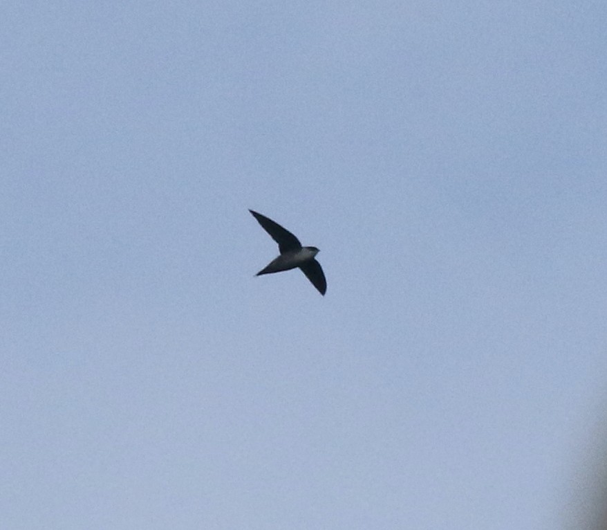 Gray-rumped Swift - Andrew Vallely