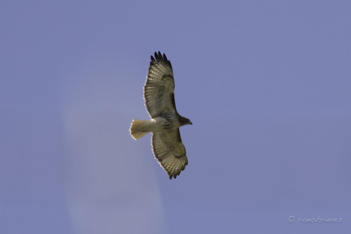 Red-tailed Hawk - ML540777811