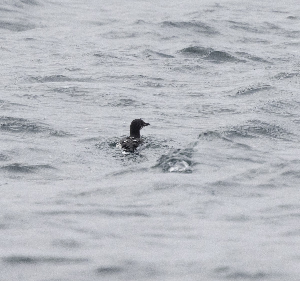 Guillemot de Brünnich - ML540778091