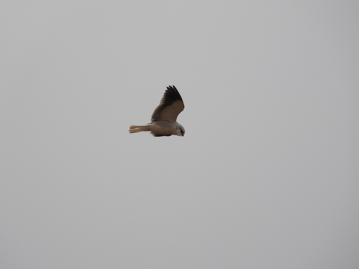 Black-winged Kite - ML540778341