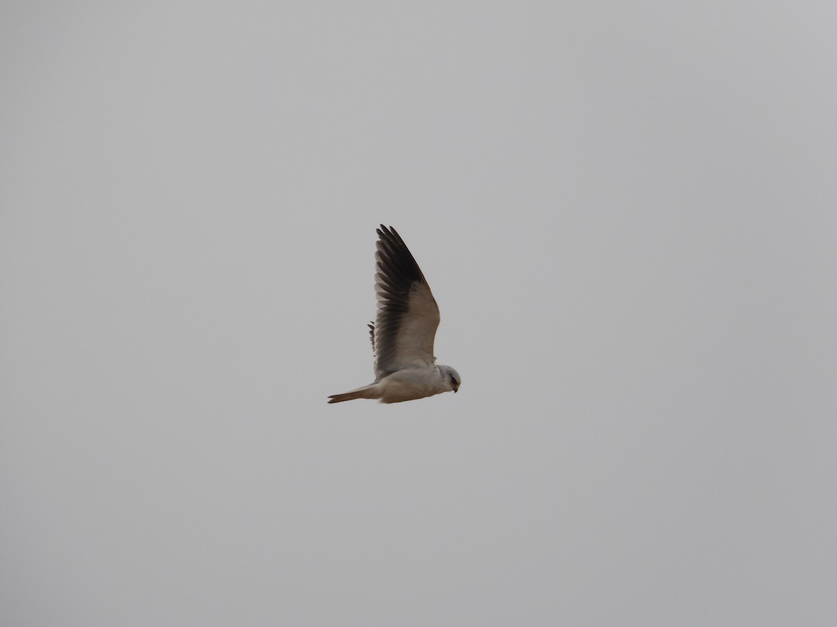 Black-winged Kite - ML540778421