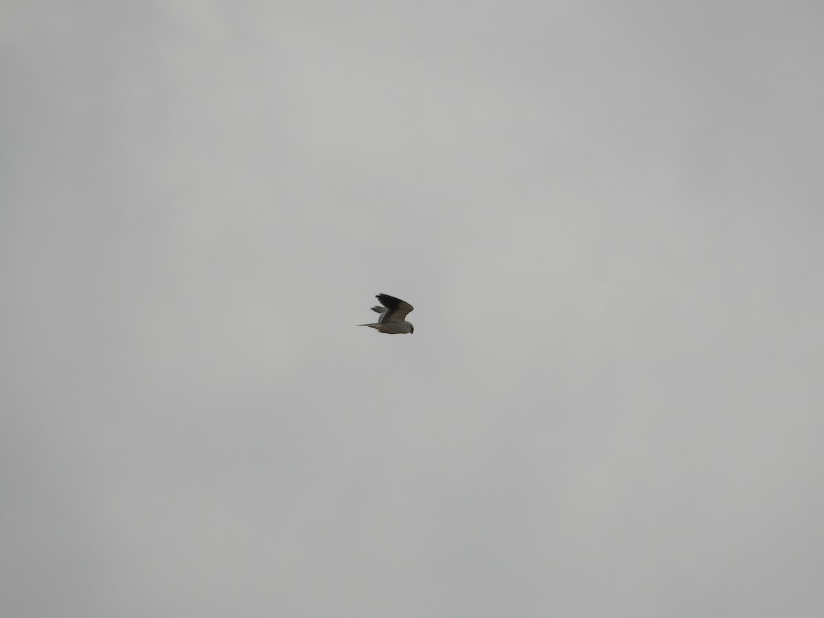 Black-winged Kite - ML540778541