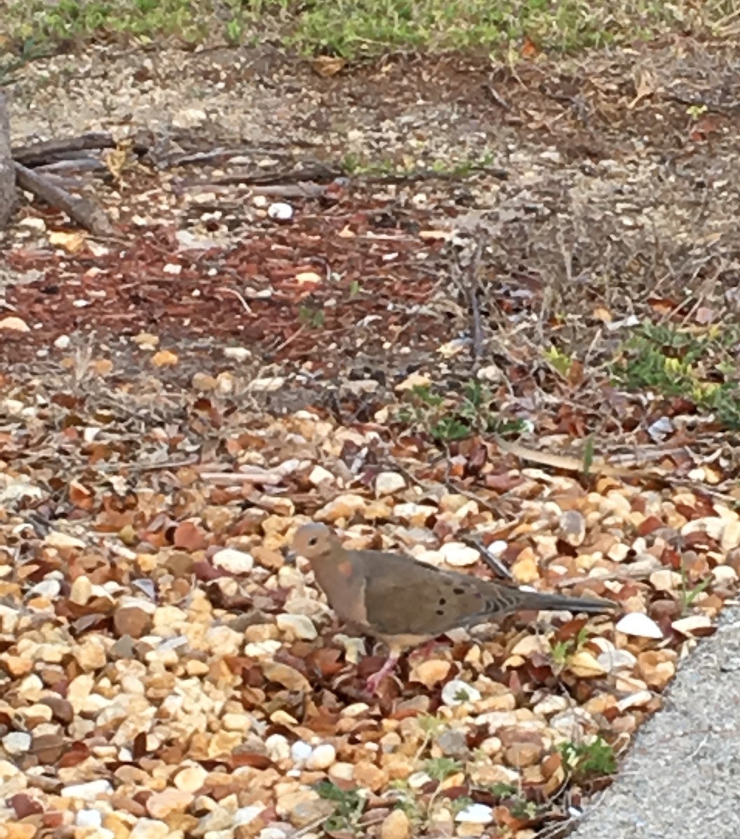 Mourning Dove - ML54078061