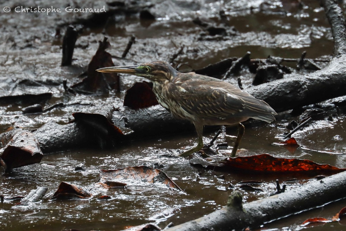 Striated Heron - ML540781211