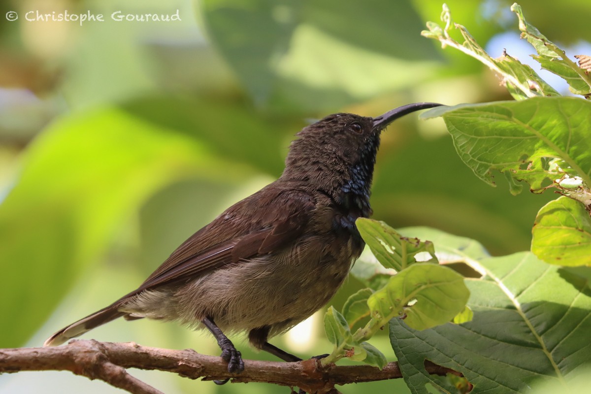 Seychelles Sunbird - ML540781361