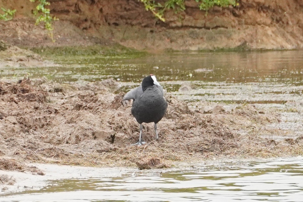 Red-knobbed Coot - ML540781391