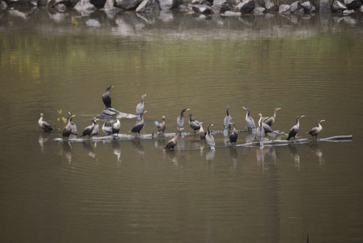 Double-crested Cormorant - ML54078181