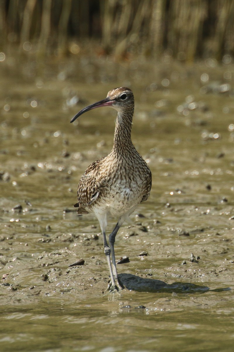 Whimbrel - Frank Thierfelder