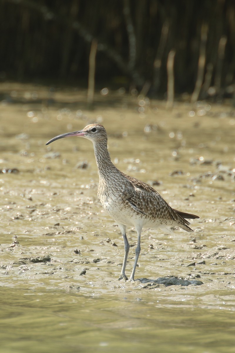 Whimbrel - Frank Thierfelder