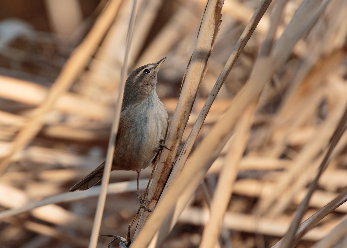 Dusky Warbler - ML540783951